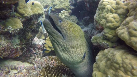 New Caledonia, giant morey eel in the coral reef