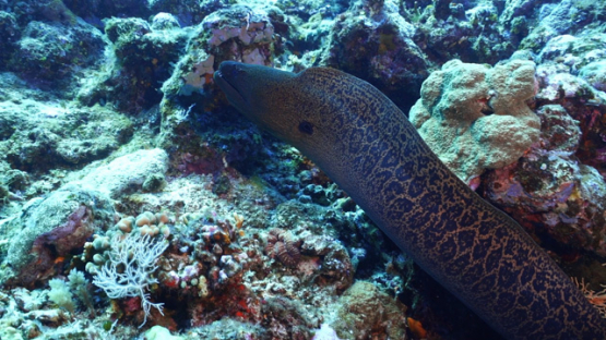 New Caledonia, giant morey eel swimming over the the coral reef, slow motion