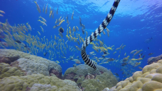 New Caledonia, New Caledonian sea krait over the coral reef