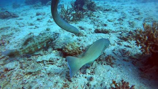New Caledonia,  Olive-brown sea snake swimming to the depth, slow motion