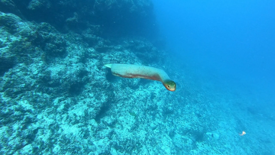New Caledonia,  Olive-brown sea snake swimming toward the camera, slow motion