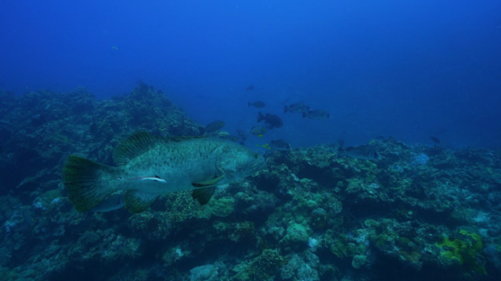 New Caledonia, group of Giant groupers over the coral reef, slow motion