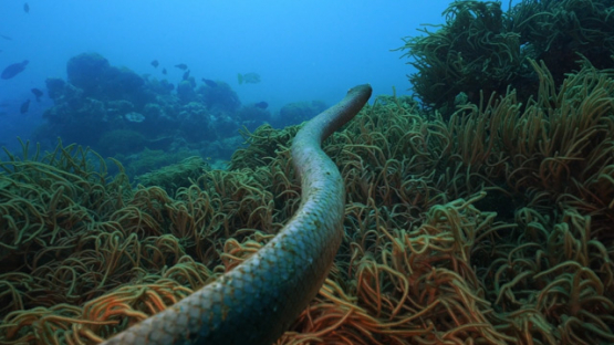 New Caledonia,  Olive-brown sea snake swimming over the corals, slow motion