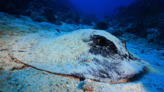 New Caledonia, black spotted sting ray covered by sand