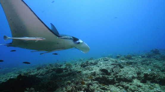 New Caledonia, Manta ray swimming over the reef, slow motion