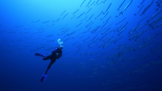 New Caledonia, scuba diver watching a school of barracudas in the blue, slow motion