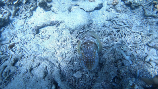 New Caledonia, cuttlefish over the dead corals in the lagoon