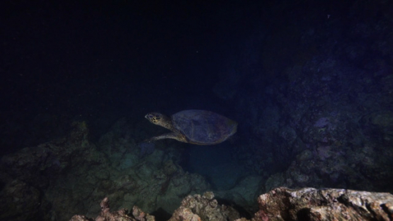 New Caledonia, visiting inside a wreck at night underwater