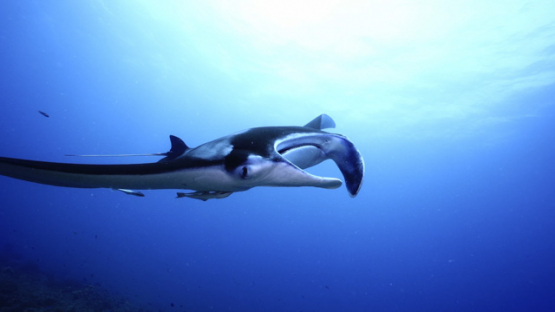 New Caledonia, Manta ray swimming over the camera, slow motion