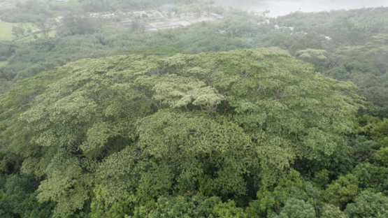 Aerial drone shot under rain of Opunohu bay, Moorea, 5K4