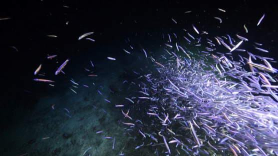 New Caledonia, huge group of fry filmed by night over the coral reef