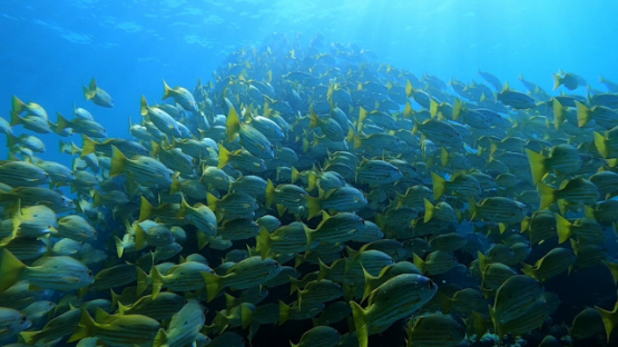 New Caledonia, group of blue lined yellow snappers over the coral reef