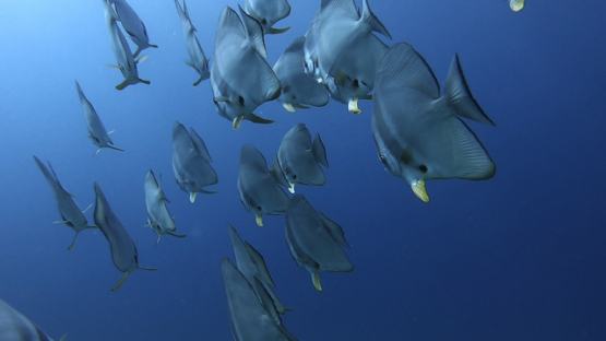 New Caledonia, group of batfish swimming in the blue, slow motion