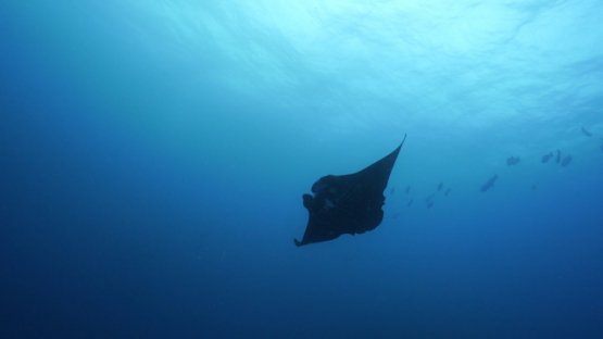 New Caledonia, Manta ray swimming over the camera, slow motion