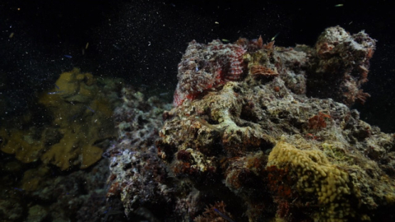 New Caledonia coral reef, couple of scorpion fishes on the rocks, at night