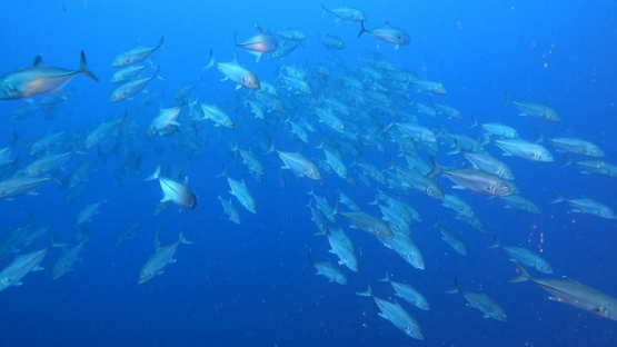 New Caledonia, blue fin trevally swimming in the blue