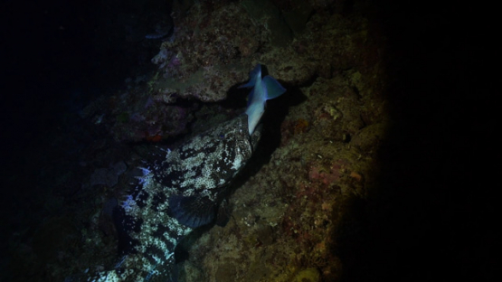 New Caledonia, grouper with prey in its mouth, by night hunting