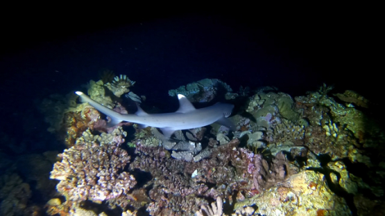 New Caledonia, white tip lagoon shark over the coral, by night