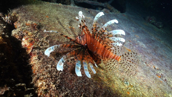 New Caledonia, banded lionfish over a wreck in the lagoon at night, slow motion