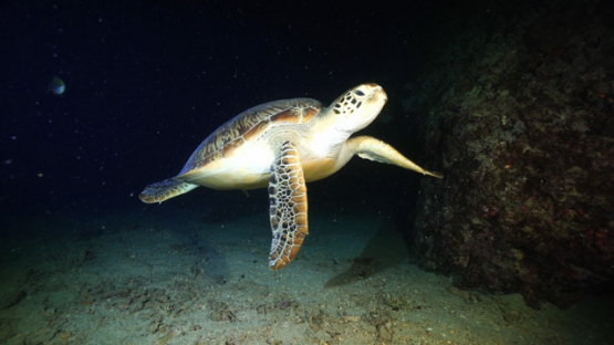 New Caledonia, green turtle at night underwater