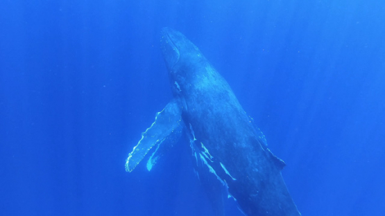 New Caledonia, two humpback whales swimming together