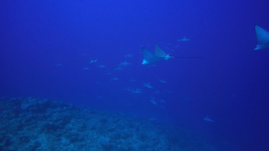 New Caledonia, spotted eagle rays swimming over a huge school of grey reef sharks along the coral reef