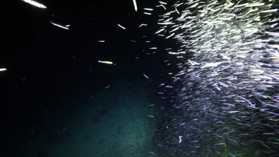 New Caledonia, group of fry filmed by night over the coral reef