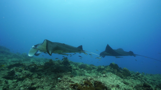 New Caledonia, two Manta rays swimming over the coral reef, slow motion