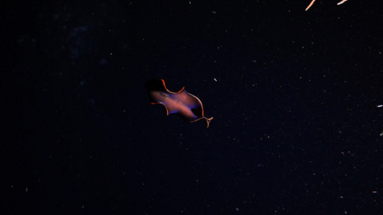 New Caledonia, polyclad flatworm swimming int he dark sea, slow motion