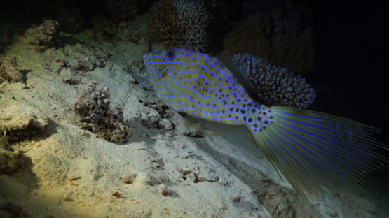 New Caledonia, Scribbled Filefish, Aluterus scriptus, sleeping at night, slow motion