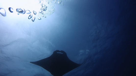 New Caledonia, Manta ray swimming over the camera