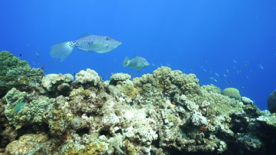 New Caledonia, Scribbled Filefish, Aluterus scriptus, on coral reef, slow motion