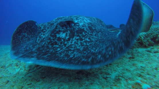 New Caledonia, four black spotted sting rays in the lagoon