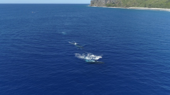 Rurutu, top down Aerial view of humpback whales parading in the bay, 4K UHD