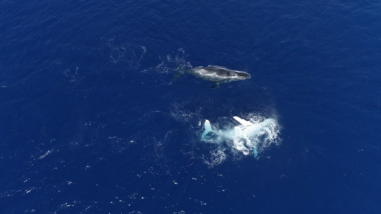 Rurutu, top down Aerial view of humpback whales parading in the ocean, 4K UHD