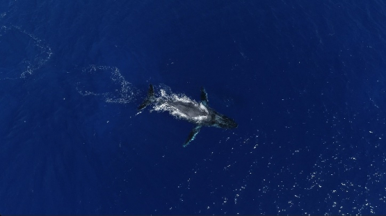 Rurutu, top down Aerial view of single humpback whale in the bay, 4K UHD