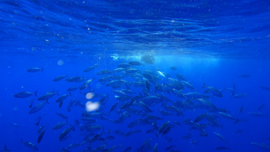 Group of skipjack tuna hunting a school of horse mackerel under the surface, Moorea, slow motion