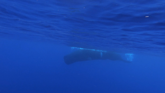 Sperm whales diving in the deep blue ocean, Moorea, slowmo