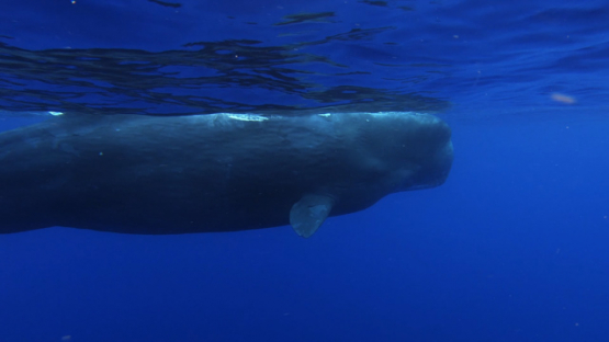 Sperm whale swimming under the surface of the ocean, Moorea, slowmo