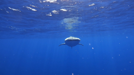 Whale shark swimming towards the camera