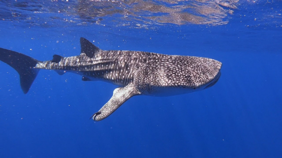 Whale shark swimming near the surface, Moorea, French Polynesia