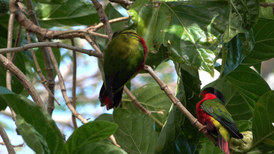 Rimatara, couple of vini kuhlii, endemic bird of Austral islands in a tree, 4K UHD