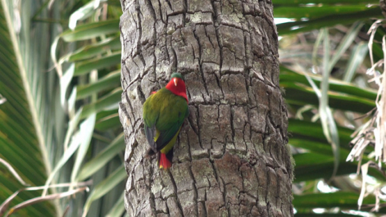 Rimatara, vini kuhlii, endemic bird of Austral islands on a coconut trunck, 4K UHD