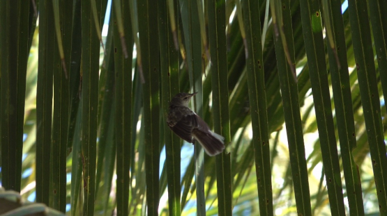 Rimatara reed warbler, Acrocephalus rimitarae, on a branch 4K UHD