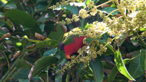 Rimatara, vini kuhlii, endemic bird of Austral islands eating flowers in a tree, 4K UHD