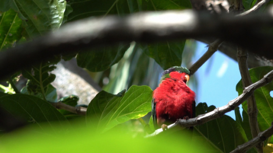 Rimatara, vini kuhlii, endemic bird of Austral islands on a tree, 4K UHD