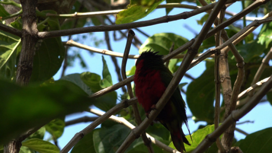 Rimatara, vini kuhlii, endemic bird of Austral islands on a branch of tree, 4K UHD