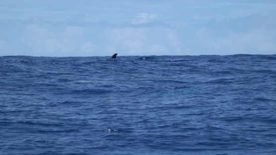 Risso s dolphin seen from the surface, Grampus griseus, Moorea