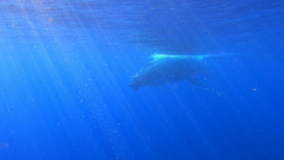 Humpback whale swimming in the ocean, Moorea, 4K UHD