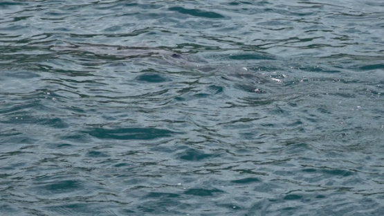 Stenella longirostris, Spinner dolphin breathing, Moorea